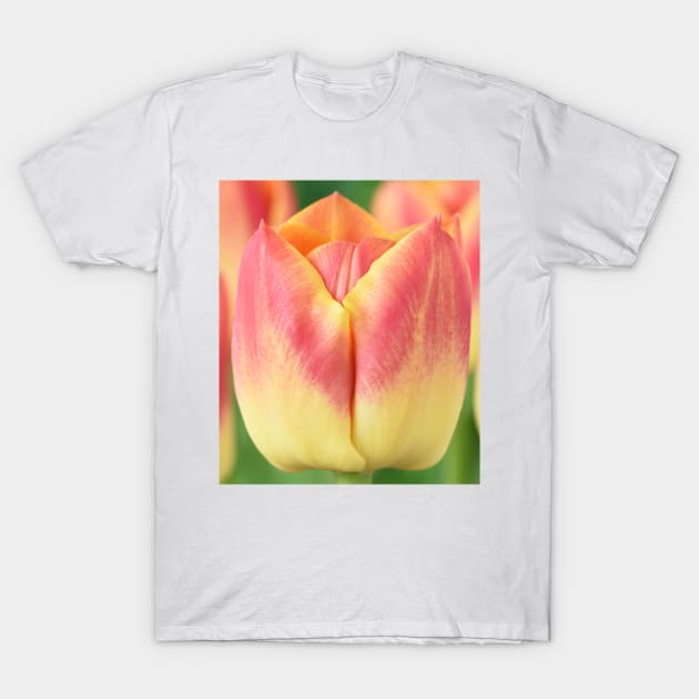 Tulipa 'Candy Corner' Triumph Tulip T-Shirt by chrisburrows